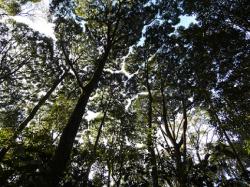 Forest canopy in Sinharaja